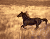 STANI-105-003-92.gif